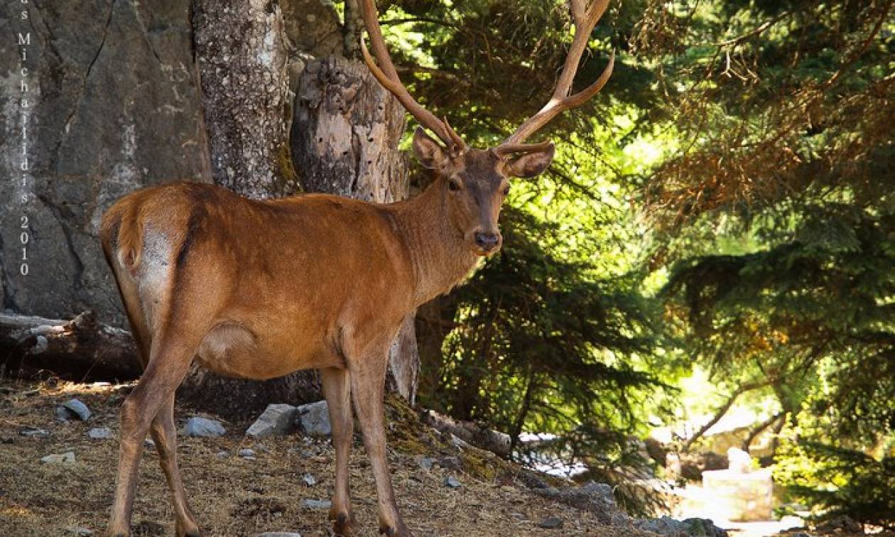 Πυροβόλησαν και σκότωσαν ελάφι στο Νυμφαίο