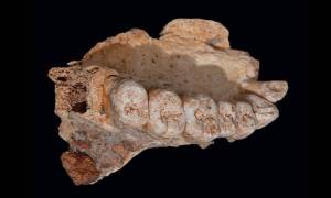 Εντοπίστηκε ο αρχαιότερος Homo Sapiens εκτός Αφρικής- Ανατροπή στην επιστημονική κοινότητα