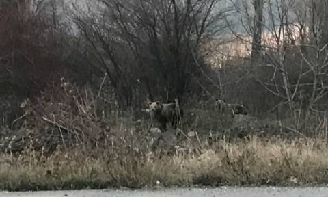 Καστοριά: Αρκουδάκια «κόβουν βόλτες» στην είσοδο της πόλης (pics)