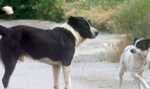 Πανικός στη Λαμία: Αδέσποτος σκύλος δάγκωσε στο πρόσωπο μικρό παιδί