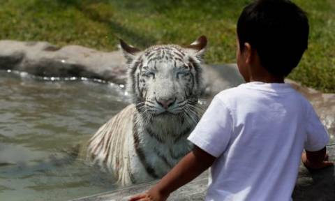 Συγκλονιστικό στιγμιότυπο: Λευκή τίγρης σκότωσε αγόρι σε ζωολογικό κήπο στο Νέο Δελχί (photo)