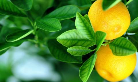 Εσείς ξέρατε που φύτρωσαν οι πρώτες πορτοκαλιές και λεμονιές στον πλανήτη Γη;