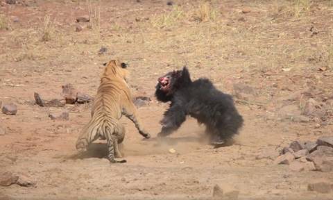 Viral video: «Επική» μάχη ανάμεσα σε τίγρη και αρκούδα: Ποια κέρδισε;