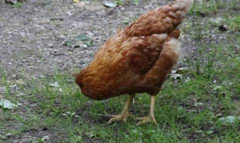 Το κοτόπουλο που έζησε χωρίς κεφάλι για 18 μήνες! (photos)
