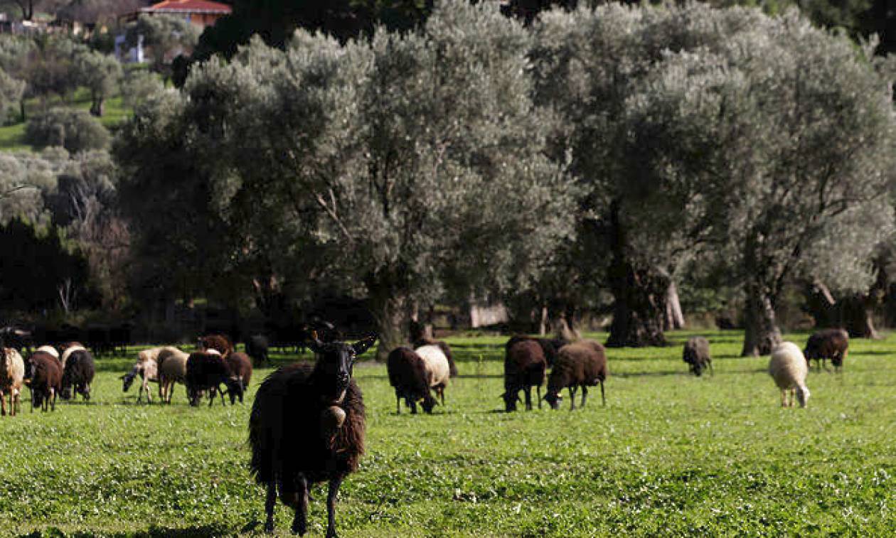 ΕΝΠΕ: Να δρομολογηθούν άμεσα οι χάρτες βοσκήσιμων γαιών στις Περιφέρειες