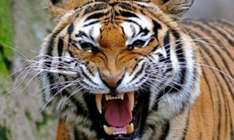 Βίντεο – σοκ: Τίγρης κατασπάραξε το φύλακα του ζωολογικού κήπου που την μεγάλωσε