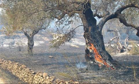 Οικονόμου: Ακόμα να δοθούν οι αποζημιώσεις για τις περσινές πυρκαγιές στη Ζάκυνθο