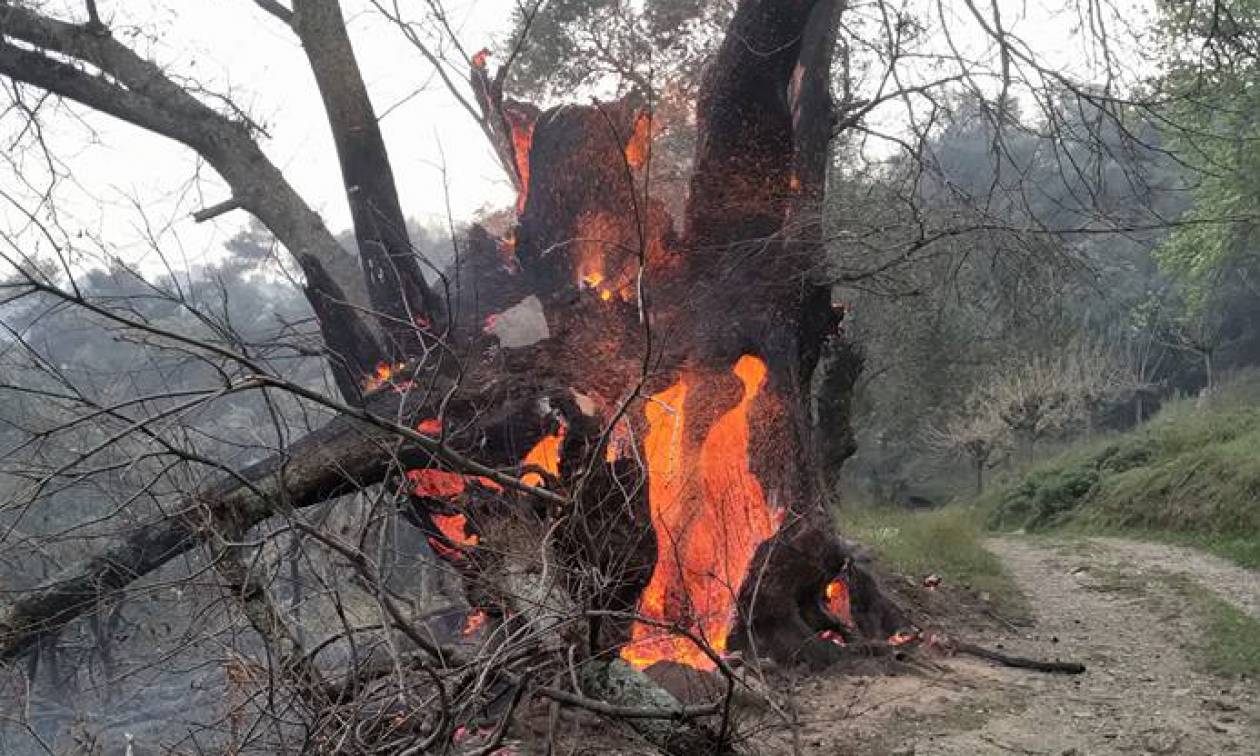 Φωτιά: Πύρινη κόλαση στα Χανιά - Απειλούνται σπίτια - Απεγκλωβισμός ατόμων στην Κίσσαμο