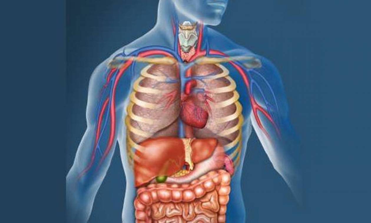 Грудной орган. Внутренние органы грудной клетки человека. Анатомия грудной клетки человека с органами. Анатомия груднойтклетки с органами. Внутренние органы сердце.