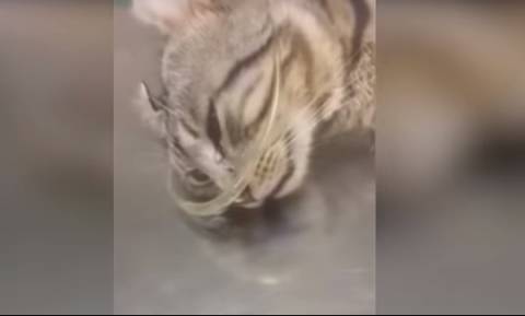 Συγκλονιστικό βίντεο: Γατάκι δακρύζει επειδή κάποιος το χτύπησε με ρόπαλο