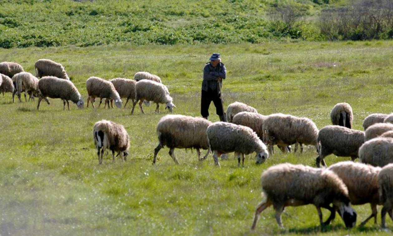 Ηράκλειο: Του έσφαξαν 200 αρνιά για να τον... εκδικηθούν