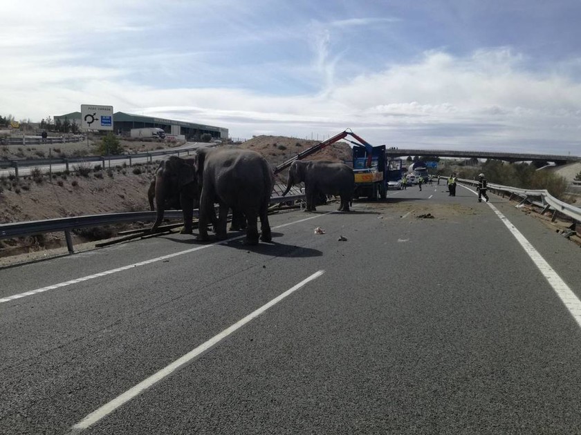 Έντρομοι αυτοκινητιστές βρέθηκαν αντιμέτωποι με ελέφαντες σε αυτοκινητόδρομο στην Ισπανία (Pics+Vid)