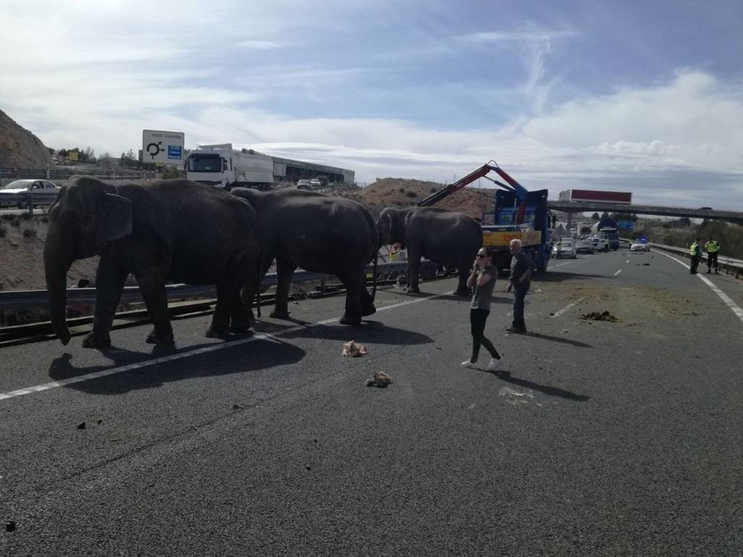 Έντρομοι αυτοκινητιστές βρέθηκαν αντιμέτωποι με ελέφαντες σε αυτοκινητόδρομο στην Ισπανία (Pics+Vid)