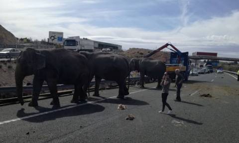 Viral: Έντρομοι αυτοκινητιστές αντιμέτωποι με ελέφαντες σε αυτοκινητόδρομο στην Ισπανία (Pics+Vids)