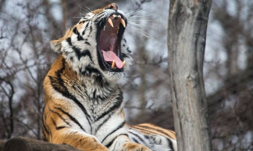 Ινδία: 23χρονη πάλεψε με τίγρη για να σώσει την κατσίκα της
