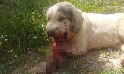 Καλαμάτα: Από τροχαίο και όχι από κροτίδες ο μοιραίος τραυματισμός του σκύλου