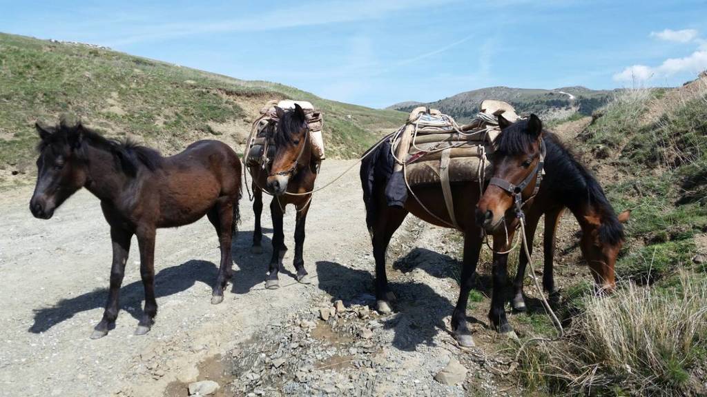 «Τσάκωσαν» έξι Αλβανούς στα σύνορα με 132 κιλά «λουλούδια του Δαρβίνου»