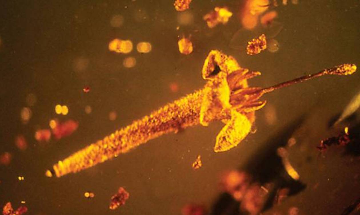 Δηλητηριώδη λουλούδια ηλικίας 15 εκατομμυρίων ετών βρέθηκαν κρυμμένα σε κεχριμπάρι (Pics)