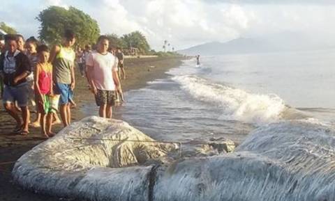 Απόκοσμο «μαλλιαρό» πλάσμα ξεβράστηκε σε παραλία των Φιλιππίνων (Εικόνες – σοκ)