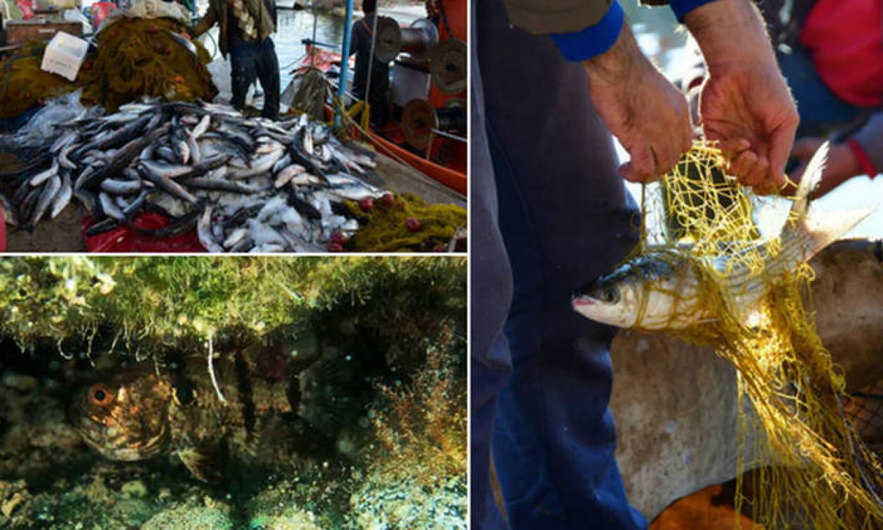 Αποκλειστικό Cnn.gr: Εισβολή ξένων ειδών στις ελληνικές θάλασσες-Πόσο επικίνδυνο είναι το φαινόμενο;