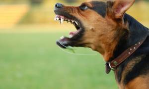 Πτολεμαΐδα: Άγρια επίθεση σκύλου σε 10χρονο