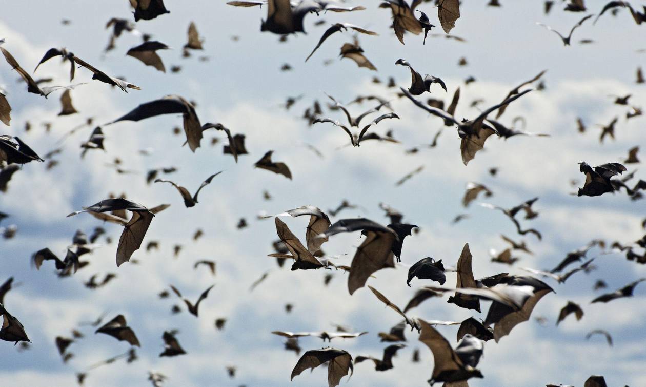 Τρόμος από τον ιό Νίπα που μεταδίδεται από τις νυχτερίδες - Είναι θανατηφόρος στο 70% των κρουσμάτων