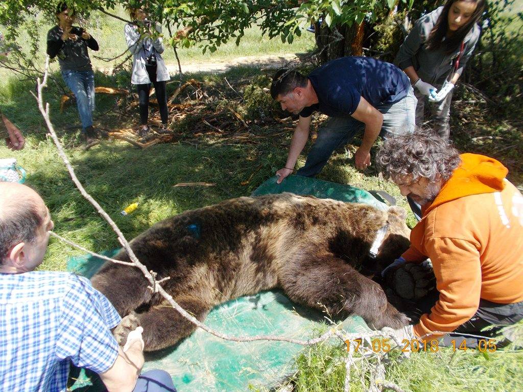 Υπό παρακολούθηση τέθηκαν τέσσερις ... αρκούδες στη Φλώρινα