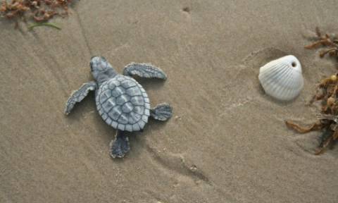 Μαγικό θέαμα: Δεκάδες σπάνιες χελώνες απελευθερώθηκαν στον Κόλπο του Μεξικού (Pics+Vid)