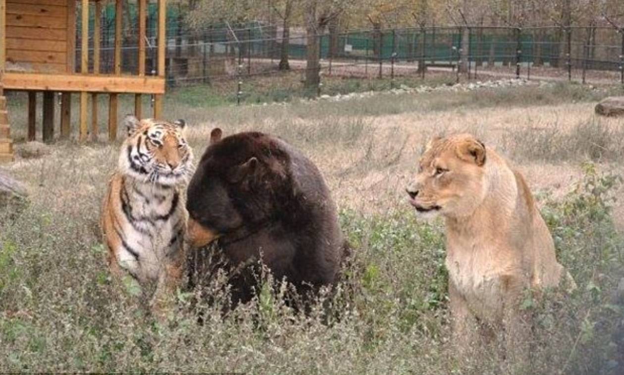 Συναγερμός στη Γερμανία: Λιοντάρια και τίγρεις δραπέτευσαν από ζωολογικό κήπο