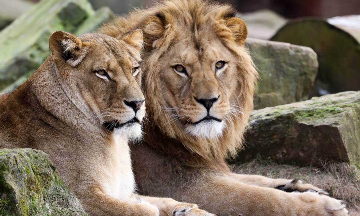 Γερμανία: Τα λιοντάρια και οι τίγρεις που «δραπέτευσαν» δεν βγήκαν ποτέ από τα κλουβιά τους!