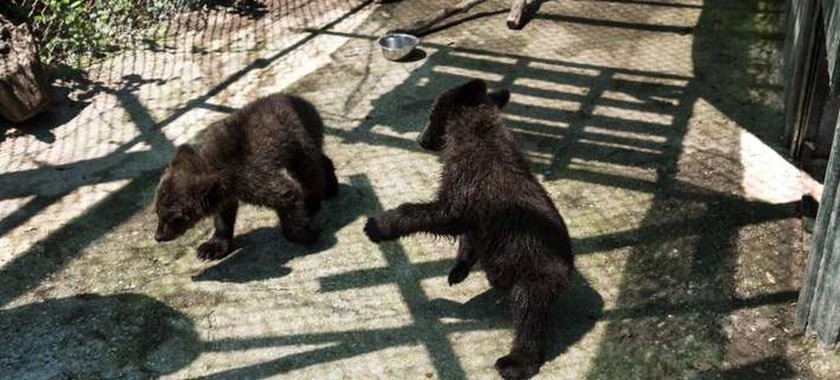 Πέντε ορφανά αρκουδάκια στο καταφύγιο του «Αρκτούρου»