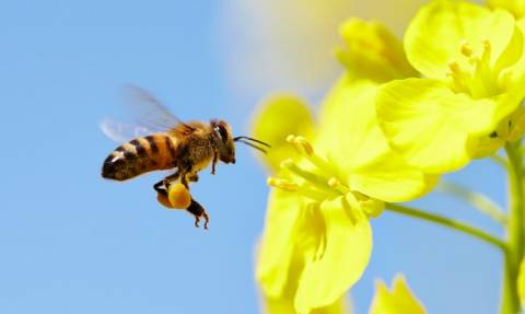 Απίστευτο: Αυτός είναι ο αριθμός που «καταλαβαίνουν» οι μέλισσες
