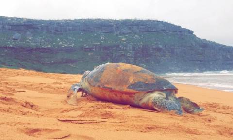 Πήγαν να βοηθήσουν μια θαλάσσια χελώνα: Τίποτα δεν προμήνυε αυτό που θα ακολουθούσε! (Pics)