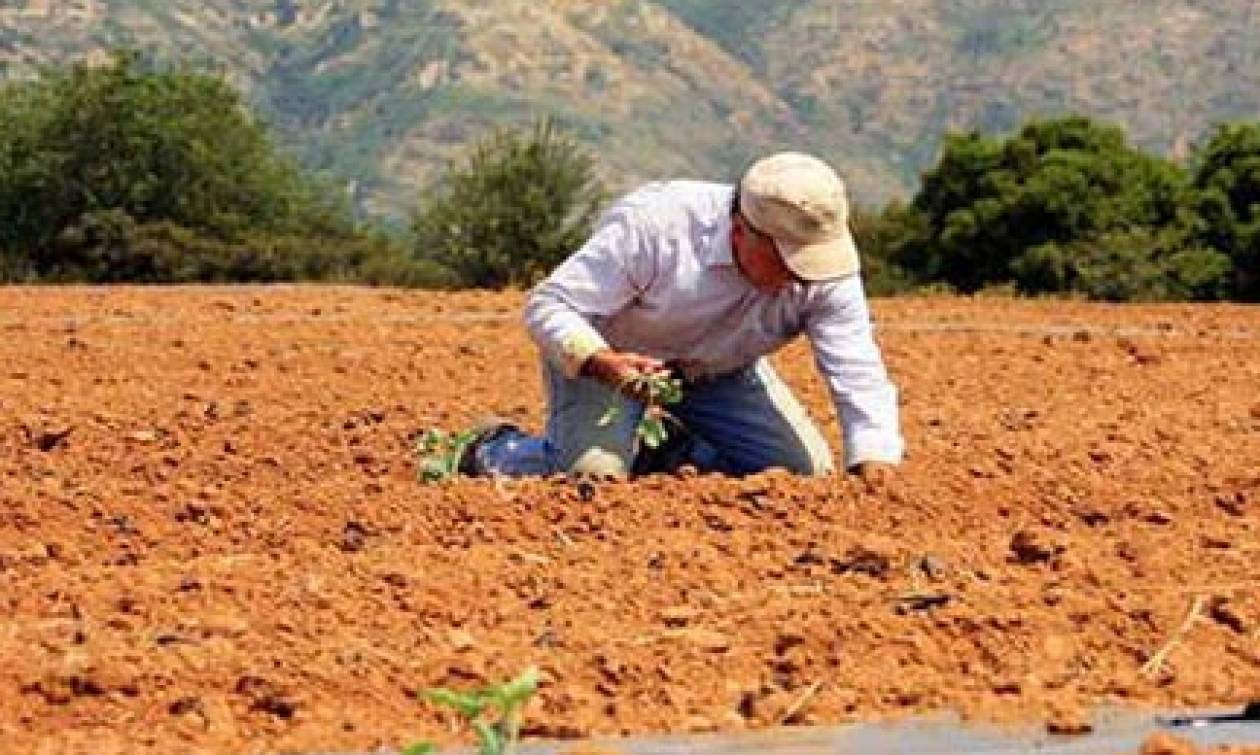 Ξεκινά στις 6 Ιουλίου η υποβολή αιτήσεων για εναλλακτική καταπολέμηση ζιζανίων σε ορυζώνες