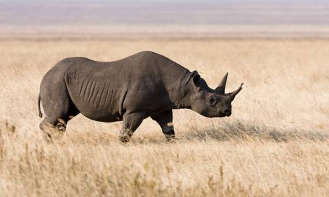Κένυα: Πέθαναν οκτώ σπάνιοι ρινόκεροι κατά την μεταφορά τους σε πάρκο άγριας ζωής