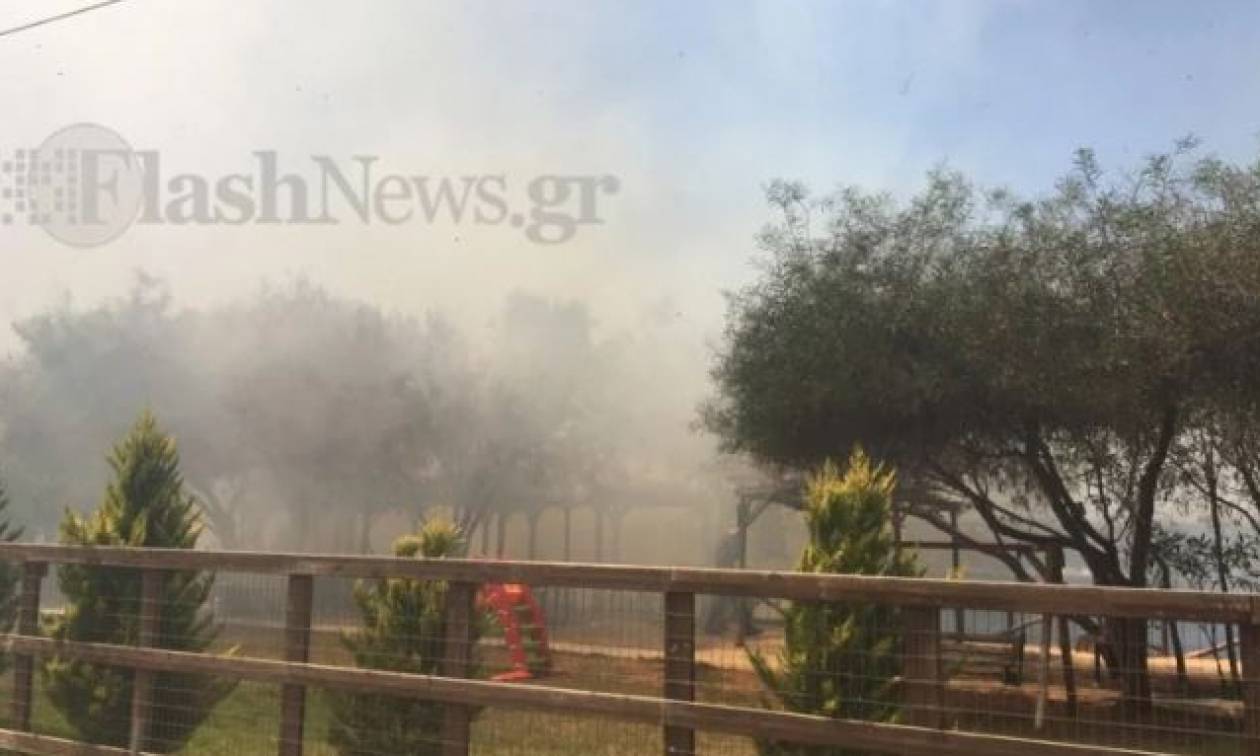 Φωτιά ΤΩΡΑ στην Κρήτη (pics+vid)