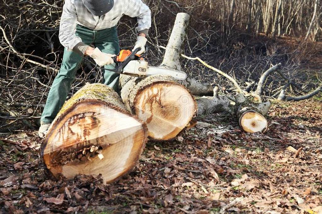 Τραγωδία στην Πέλλα: Νεκρός 57χρονος υλοτόμος – Έπεσε δέντρο και τον σκότωσε 