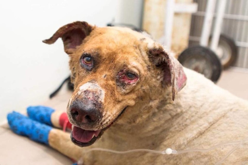 Φωτιά Μάτι: Η κτηνίατρος που δίνει ελπίδα στα τετράποδα θύματα του πύρινου εφιάλτη