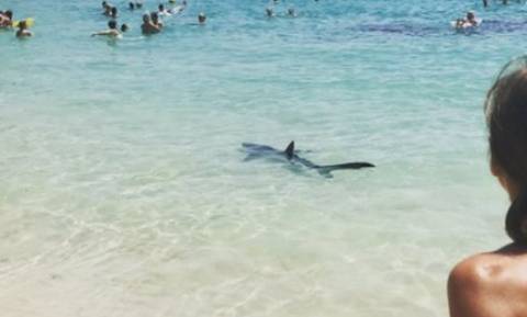 Πανικός στη Μαγιόρκα από την εμφάνιση καρχαρία κοντά στην ακτή (vid)
