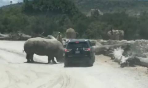Μεξικό: Επίθεση ρινόκερου σε αυτοκίνητο με τουρίστες (vid)