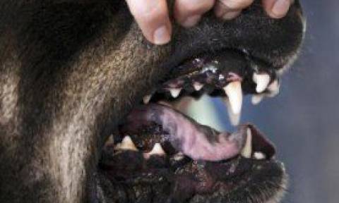 Αργολίδα: Επίθεση σκύλου σε νεαρό τουρίστα στις Μυκήνες
