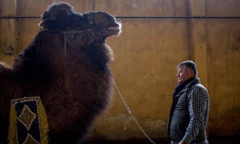 Τουρκία: Αγρότης πουλά την καμήλα του για να μην υπηρετήσει στο στρατό του Ερντογάν