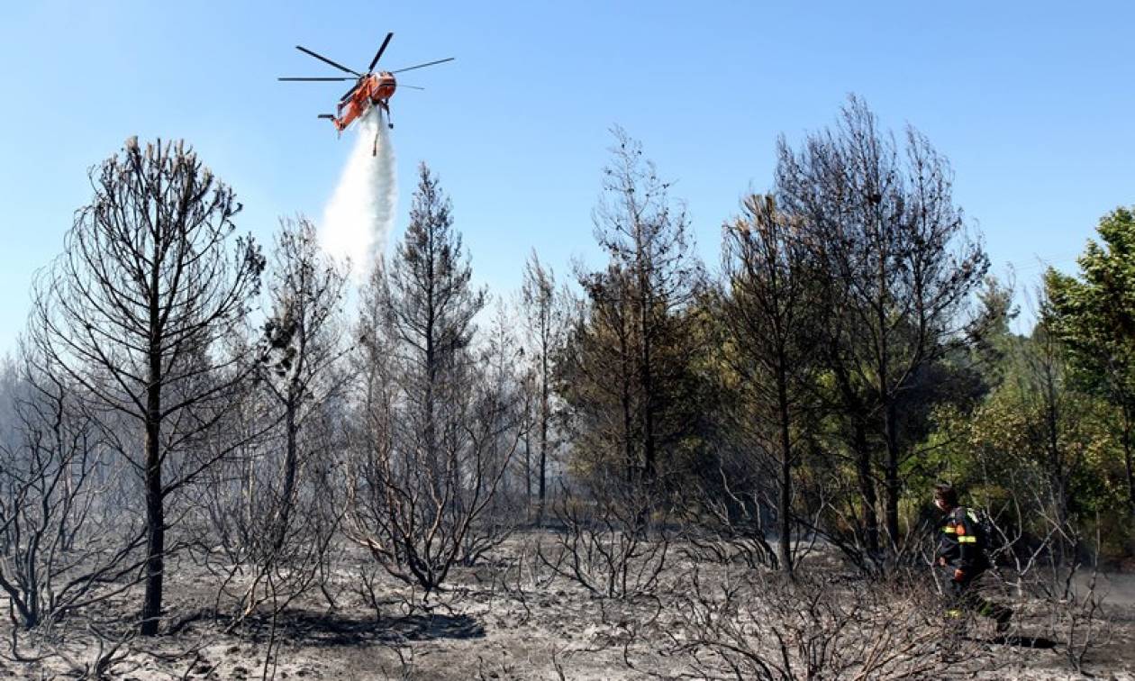 Συνελήφθη ύποπτος για την πυρκαγιά στη Σάμο - Χρησιμοποίησε αναπτήρα για να βάλει τη φωτιά