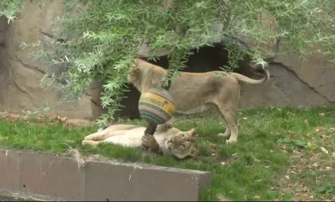 Τα λιοντάρια γιορτάζουν σήμερα και στο ζωολογικό κήπο του Λονδίνου τους έκαναν δώρα (vid)
