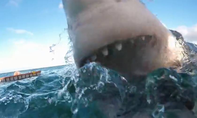 Συγκλονιστικό: Τρομακτική επίθεση καρχαρία (vid)