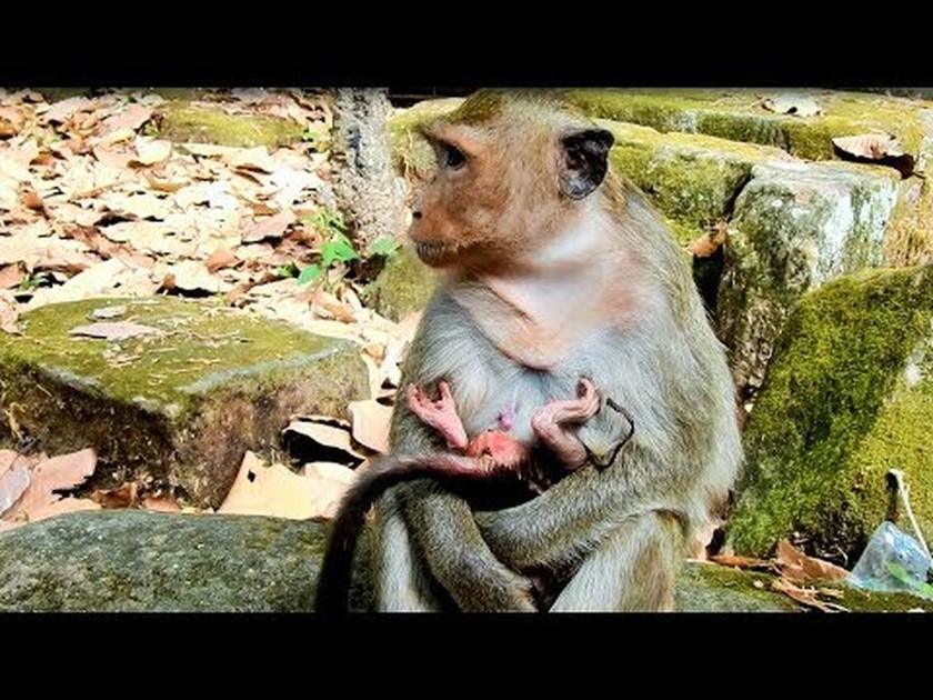 Μαϊμούδες δεν ξέρουν πώς να κρατήσουν το μικρό τους αγκαλιά (vid) 