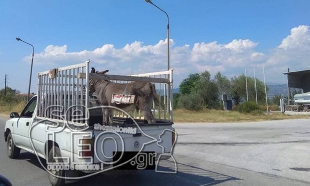 Έδεσε τον γάιδαρο στην καρότσα και του κρέμασε... «πωλείται»