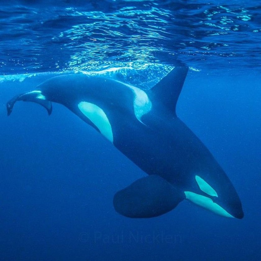 Φάλαινες- δολοφόνοι κολυμπούν δίπλα σε καγιάκερς (vid) 
