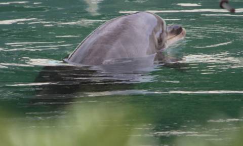 #SaveHoney: Κραυγή αγωνίας για εγκαταλελειμμένο δελφίνι σε ενυδρείο της Ιαπωνίας