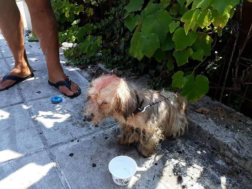 Απάνθρωπες εικόνες στην Κέρκυρα: 62χρονος έλουσε με πετρέλαιο σκυλάκι και το έδεσε σε κολόνα της ΔΕΗ
